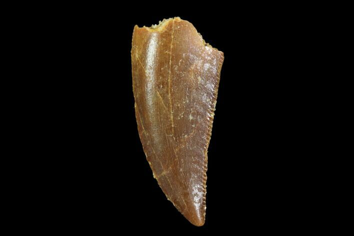 Serrated, Raptor Tooth - Real Dinosaur Tooth #94119